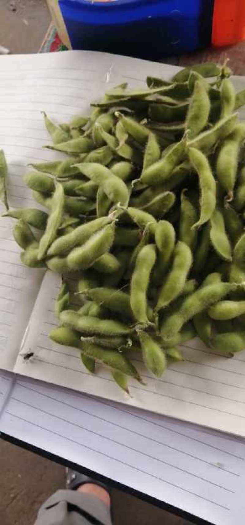 精品毛豆上来了