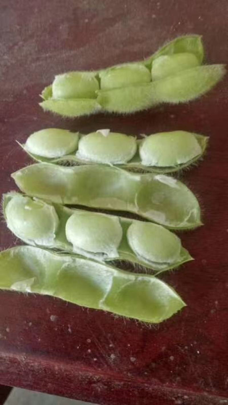 精品毛豆上来了