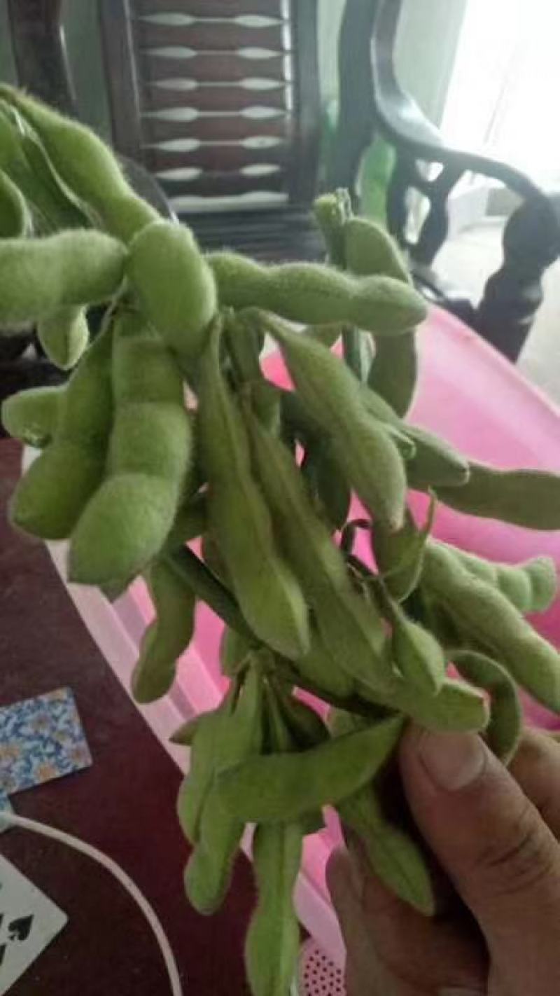 精品毛豆上来了