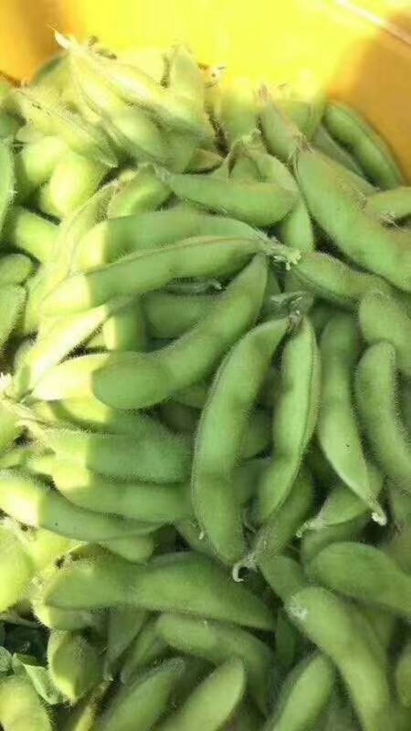 精品毛豆上来了