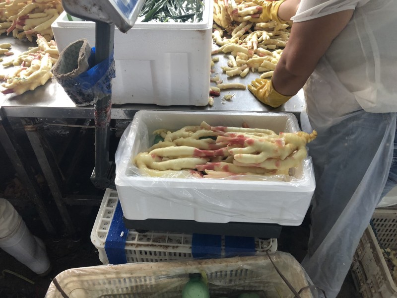 山东潍坊优质红芽鲜姜嫩姜大面积上市无农残姜有机姜