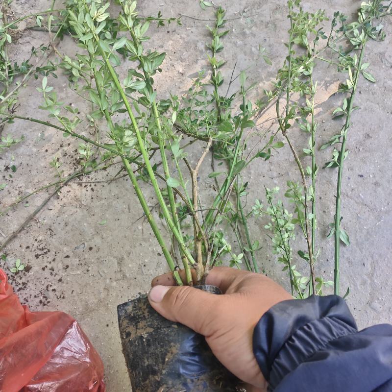 迎春