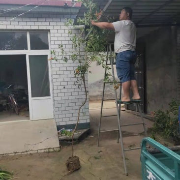 美国灵霄