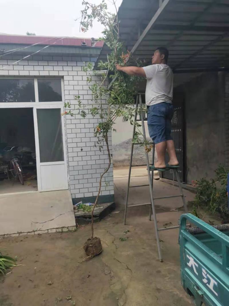 美国灵霄