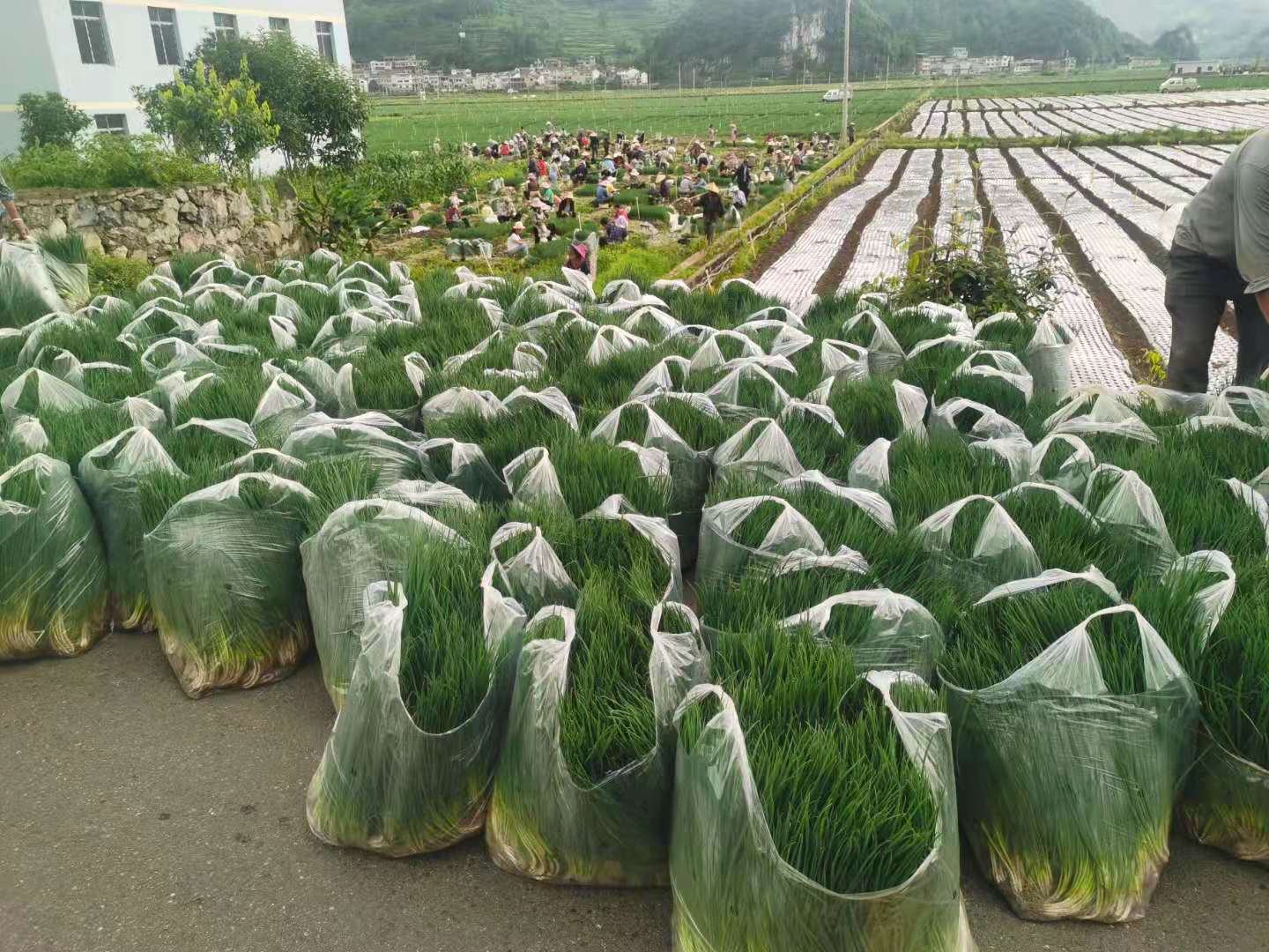 展示塑料瓶种植的小葱在阳台上的日常管理场景,包括浇水、施肥和光照调节 塑料瓶种植小葱的日常管理