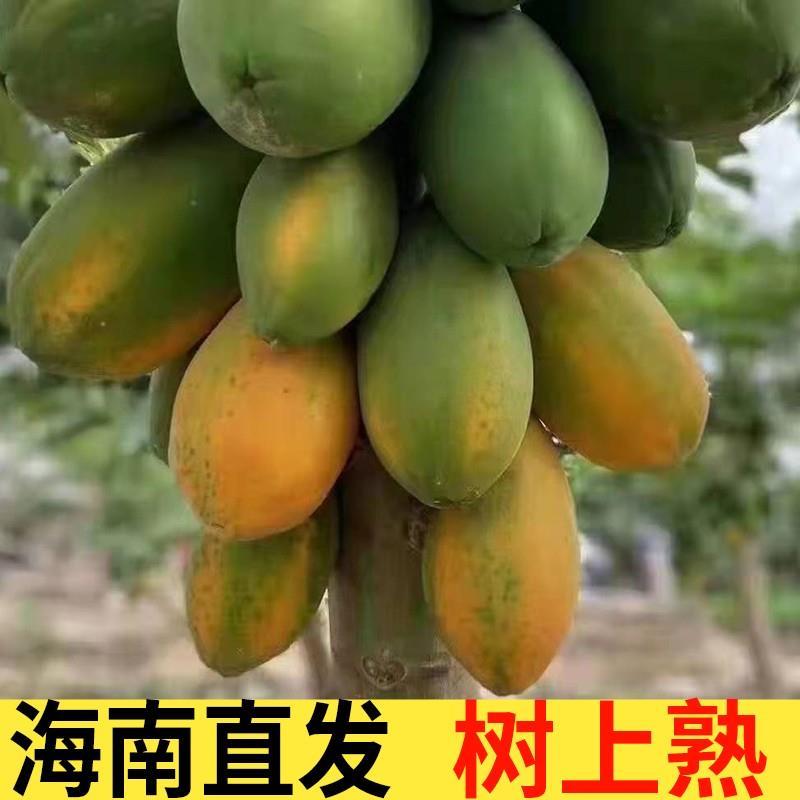 海南红心牛奶木瓜新鲜热带水果产地直发一件代发顺丰包