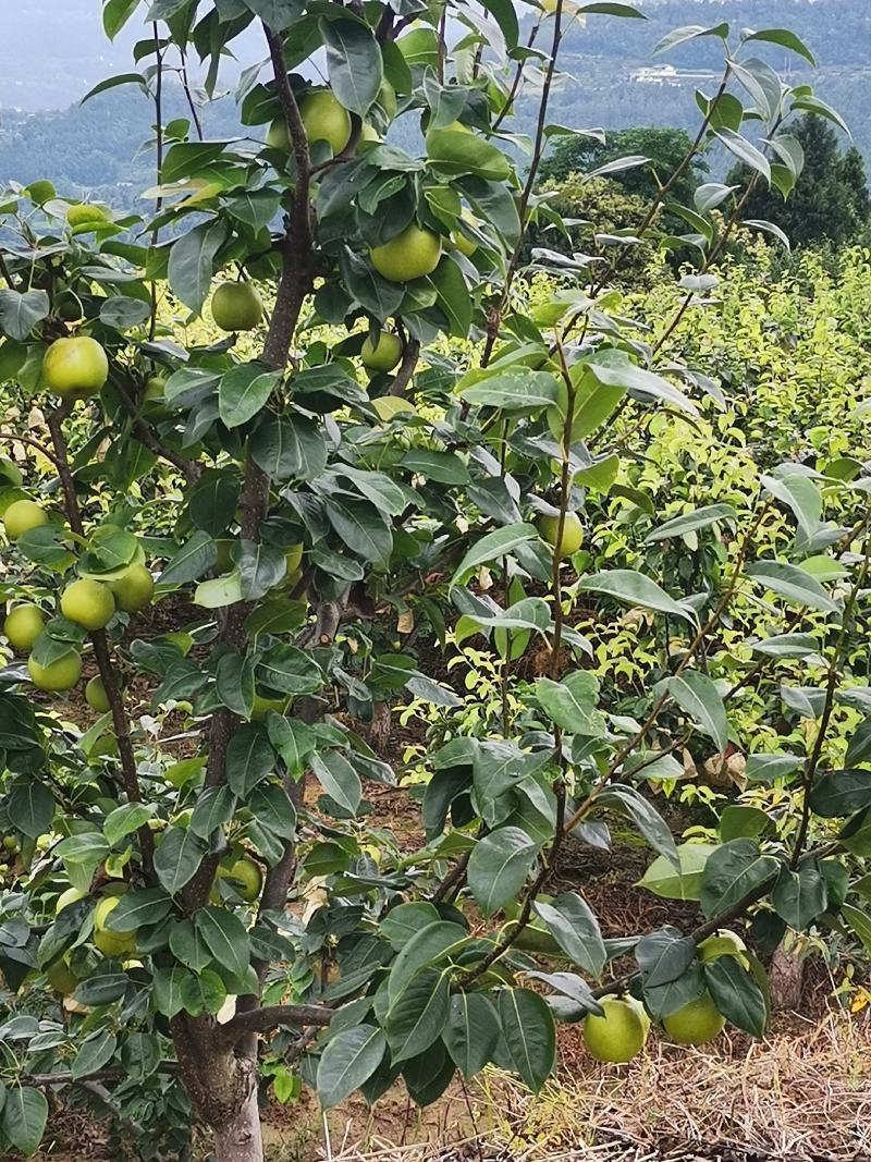 翠冠梨，苍溪梨早梨纯甜整车批发见议三两起称