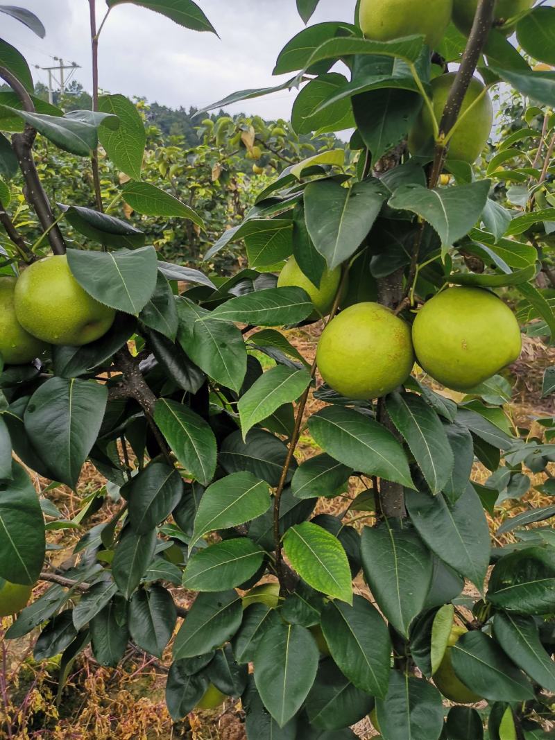 翠冠梨，苍溪梨早梨纯甜整车批发见议三两起称