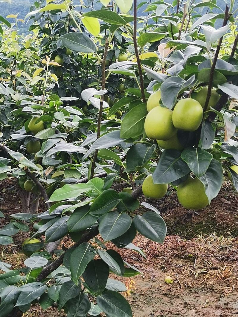 翠冠梨，苍溪梨早梨纯甜整车批发见议三两起称