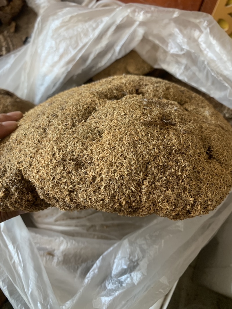 中药材雪灵芝，500克正品包运费，藏族人称人间仙草