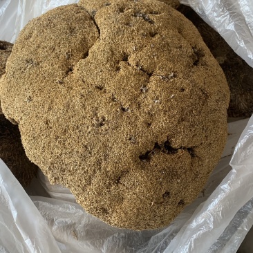 中药材雪灵芝，500克正品包运费，藏族人称人间仙草