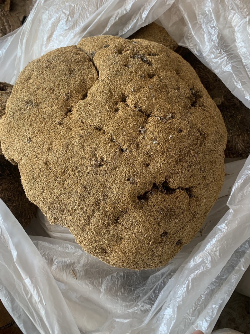 中药材雪灵芝，500克正品包运费，藏族人称人间仙草