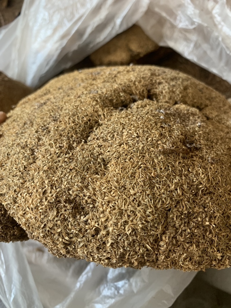 中药材雪灵芝，500克正品包运费，藏族人称人间仙草