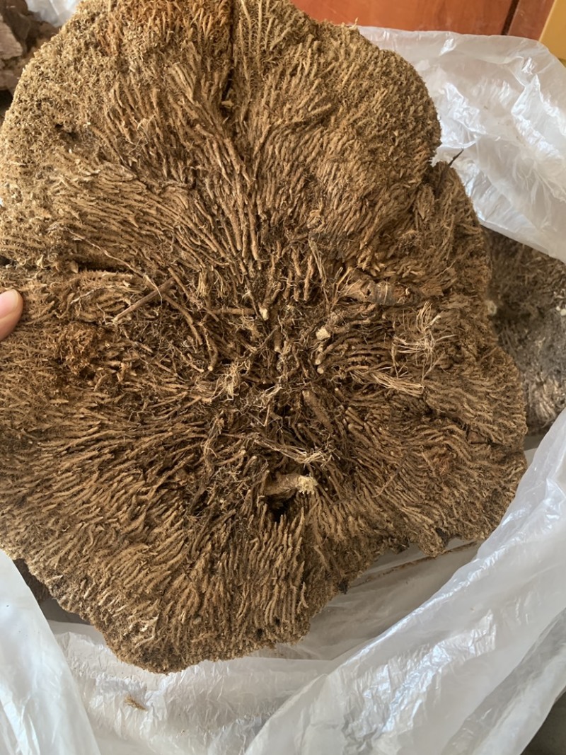 中药材雪灵芝，500克正品包运费，藏族人称人间仙草