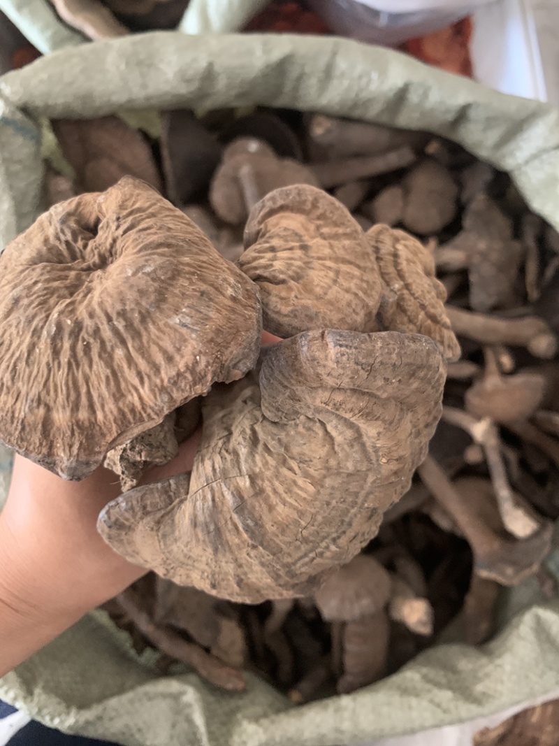 中药材雪灵芝，500克正品包运费，藏族人称人间仙草