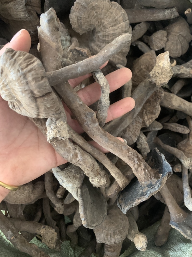 中药材雪灵芝，500克正品包运费，藏族人称人间仙草