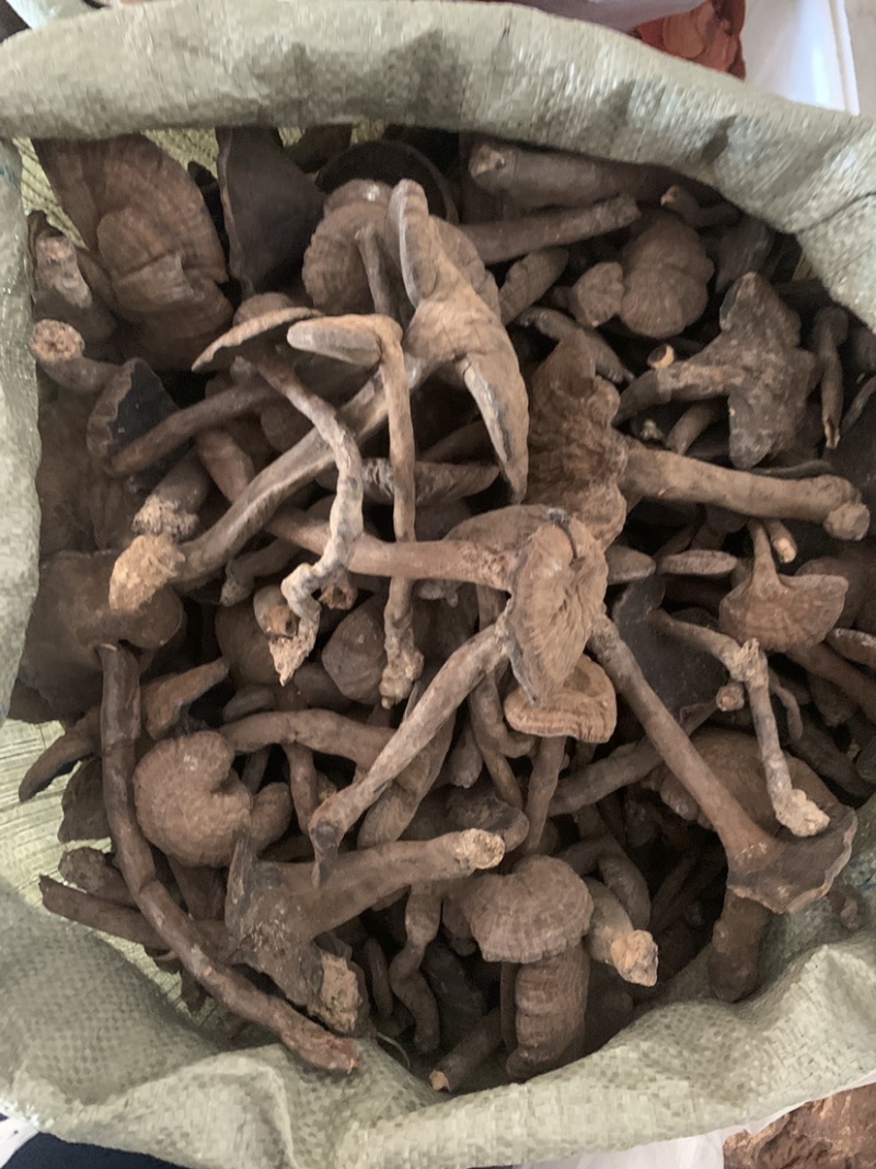 中药材雪灵芝，500克正品包运费，藏族人称人间仙草