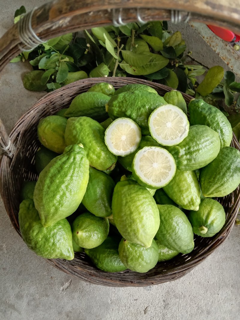 广东香水柠檬