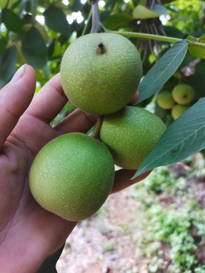 老树核桃