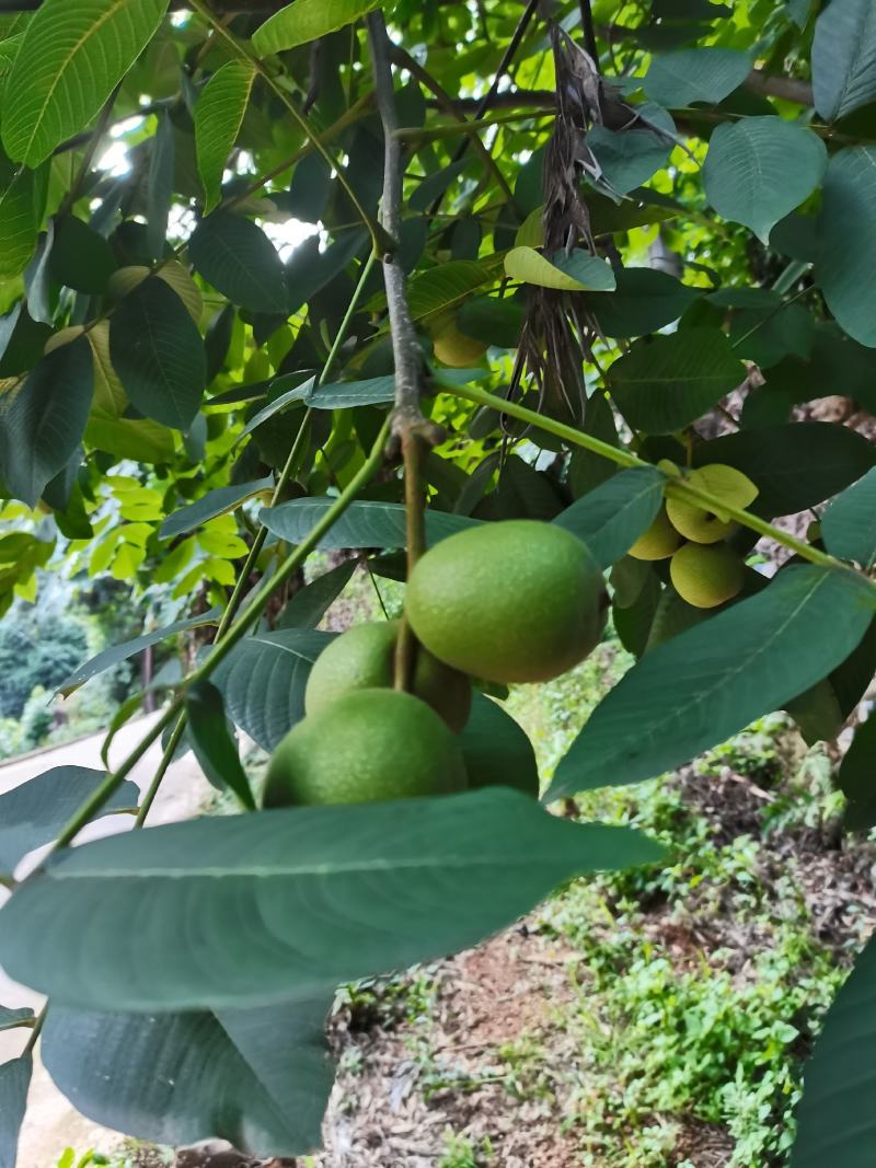 老树核桃