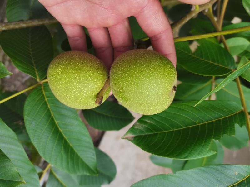 老树核桃