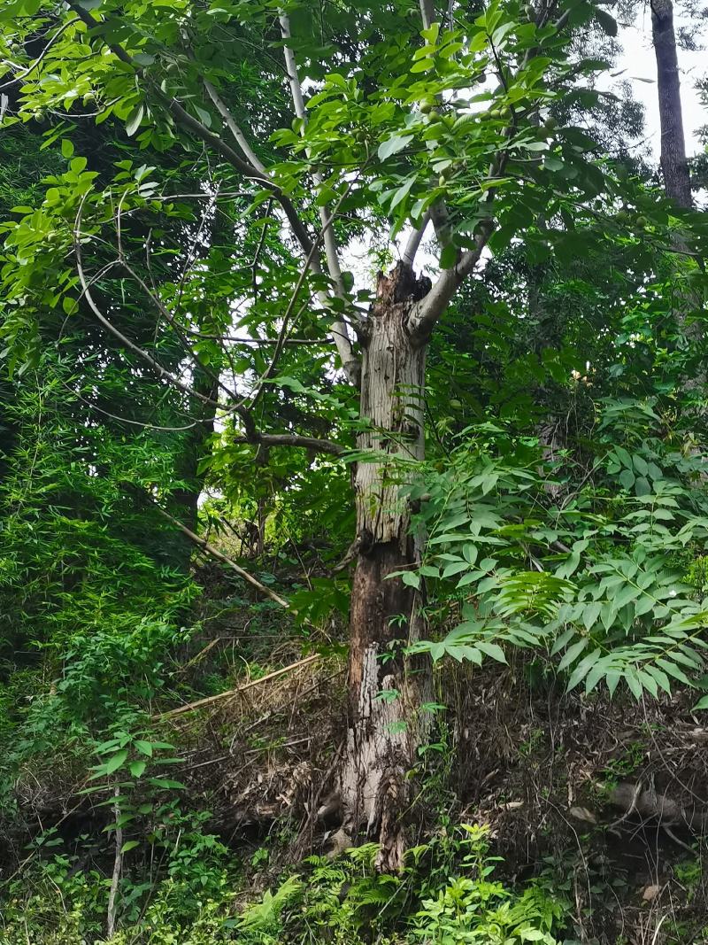 老树核桃