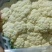 河南开封有机花热卖中，价格美丽。