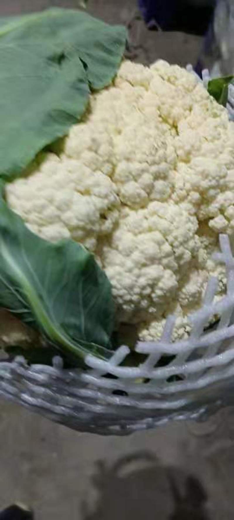 河南开封有机花热卖中，价格美丽。