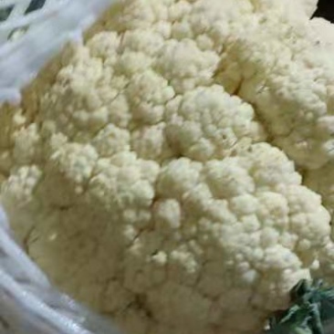 河南开封有机花热卖中，价格美丽。