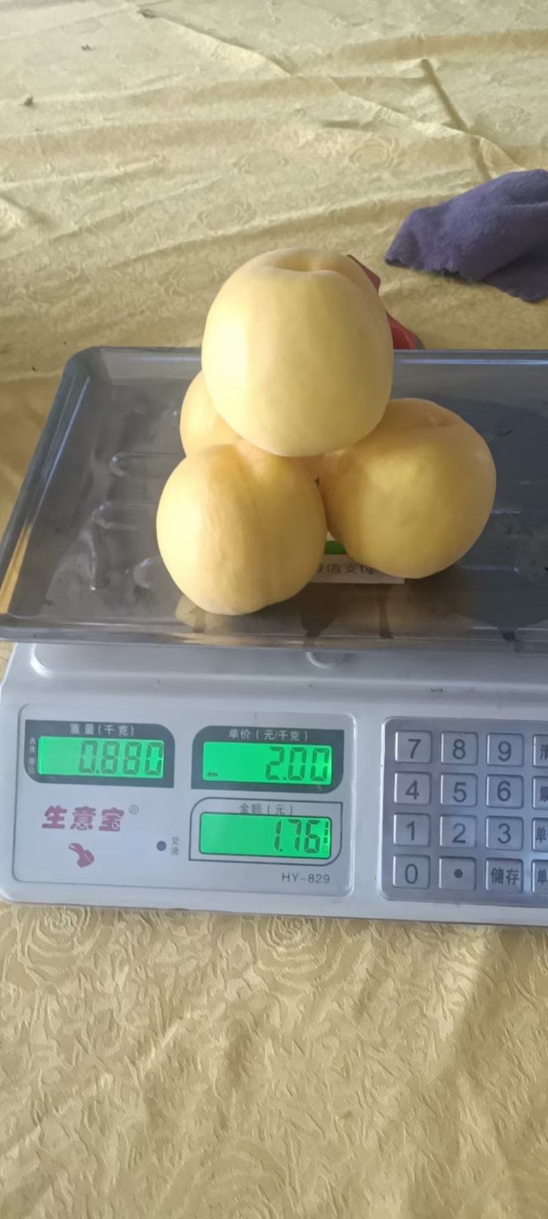 陕西万亩黄桃上市了，每月都有成熟的，量大，质量好，甜