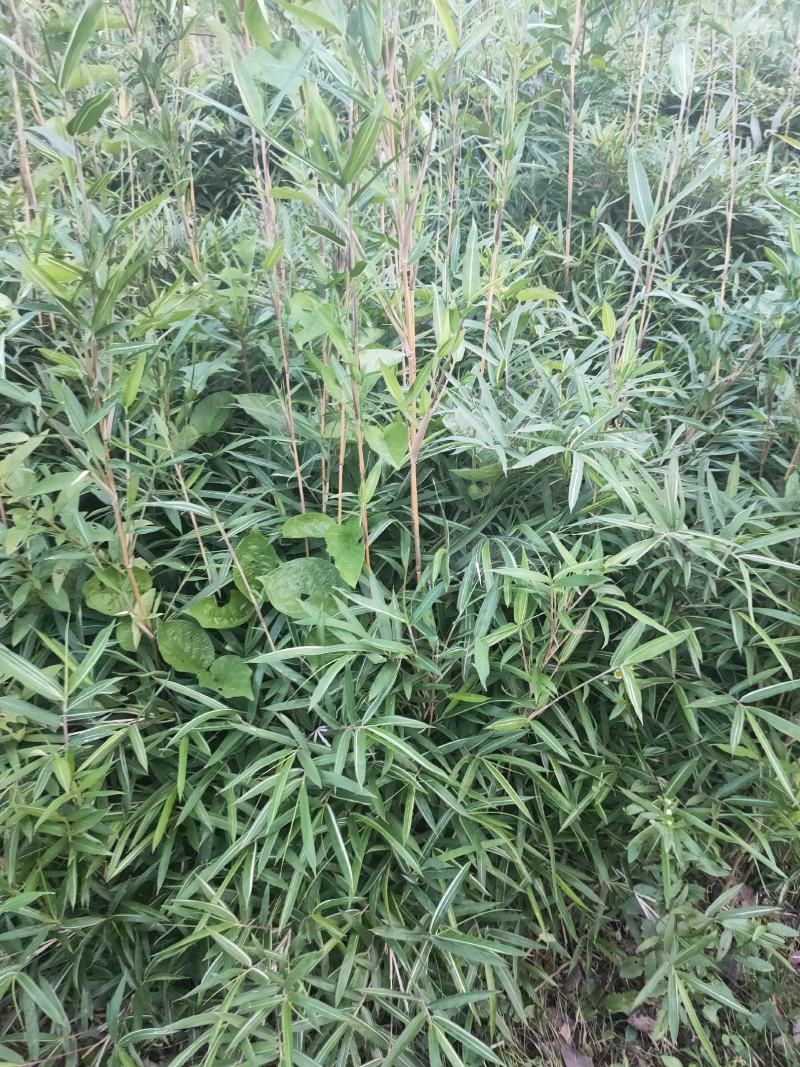 竹苗大量上市，欢迎各位老板实地看货采购。