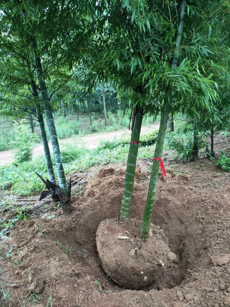 竹苗大量上市，欢迎各位老板实地看货采购。