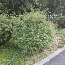 竹苗大量上市，欢迎各位老板实地看货采购。
