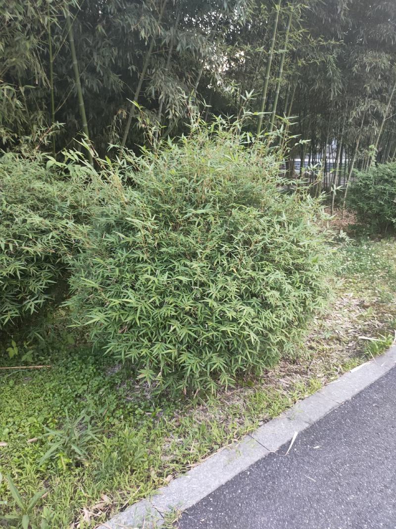 竹苗大量上市，欢迎各位老板实地看货采购。