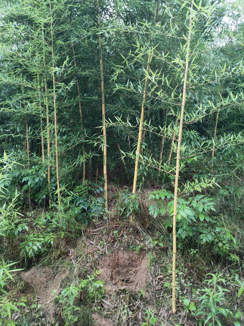 竹苗大量上市，欢迎各位老板实地看货采购。