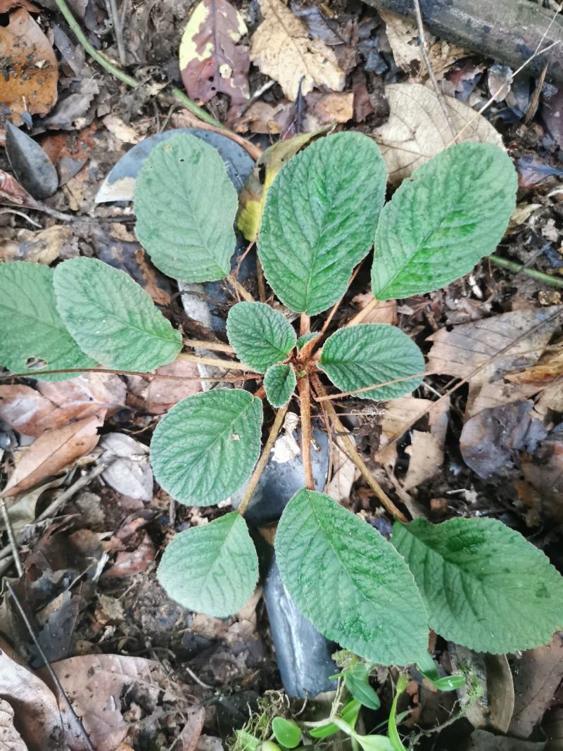产地直供武夷山脉野生大叶石上莲品相好，质量好。