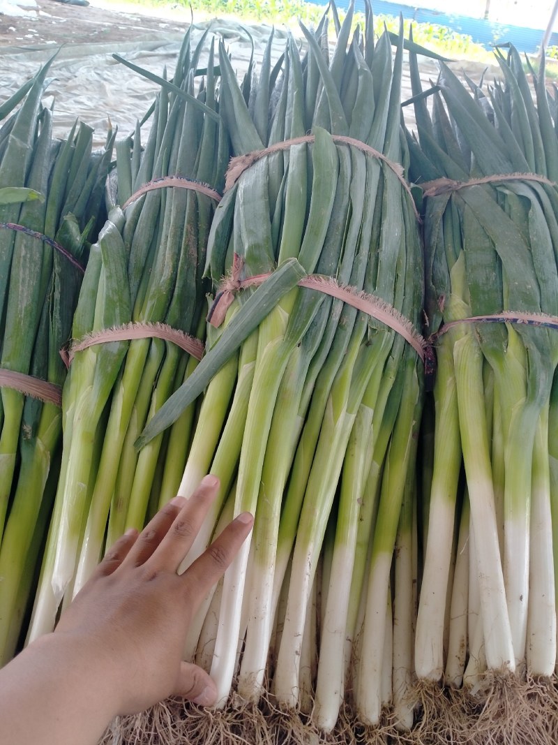 河南精品大葱，钢葱，封沟葱，基地直供，代发全国。