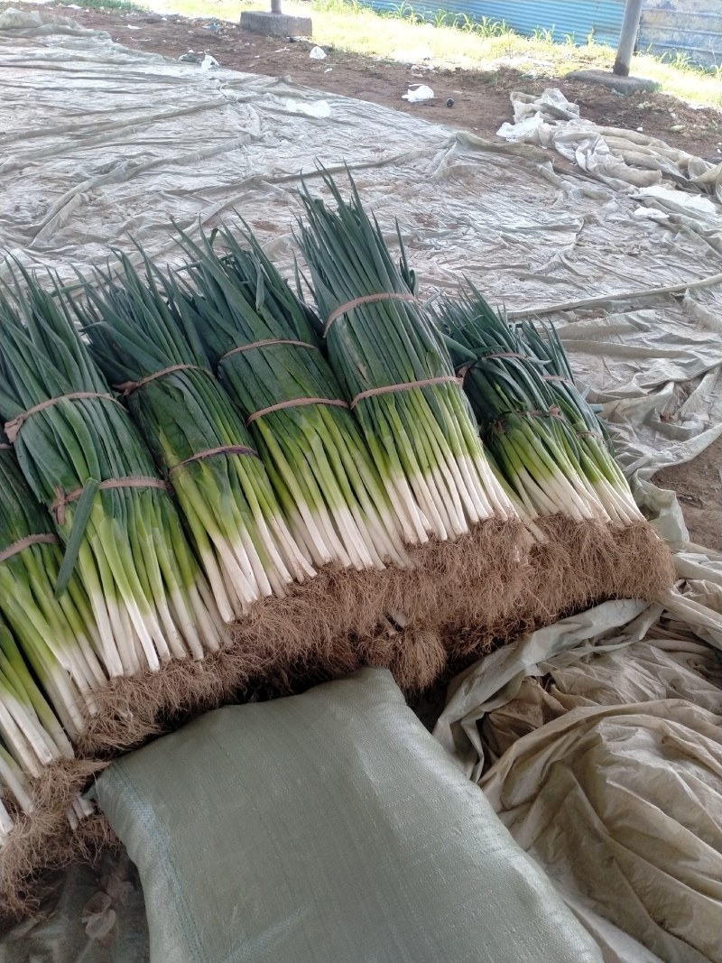 河南精品大葱，钢葱，封沟葱，基地直供，代发全国。