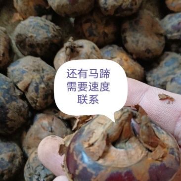 还有马蹄需要速度联系我