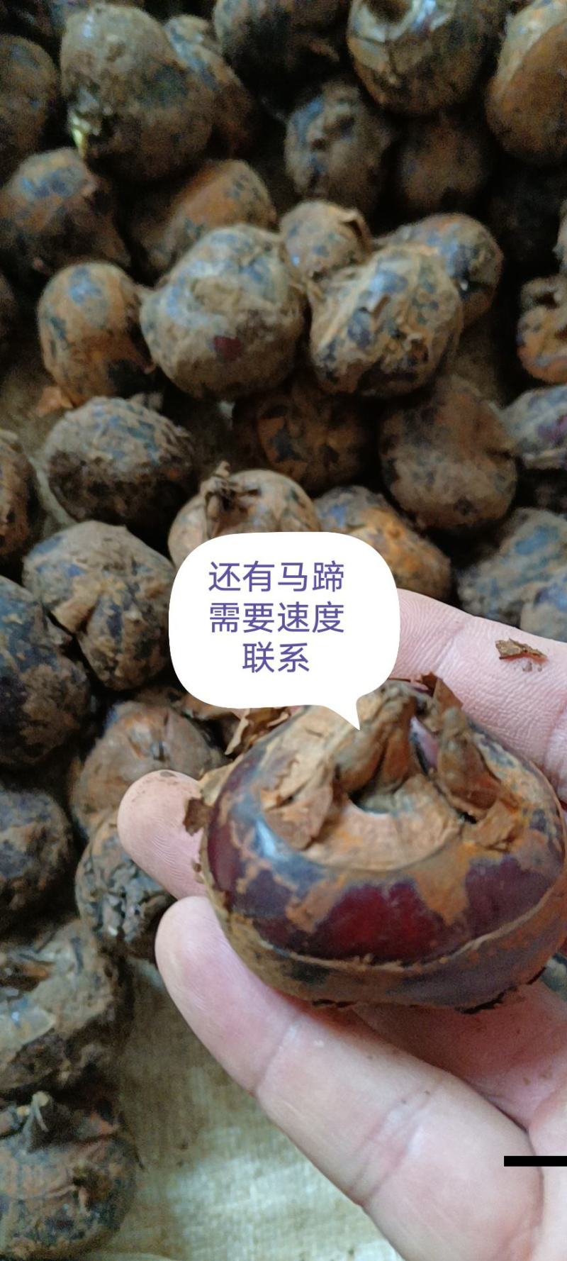 还有马蹄需要速度联系我