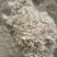 小麦下脚料碎玉米7个多粮碎玉米欢迎到我厂厂采购看货