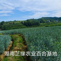 2021年龙牙鲜百合百合上市啦，产地直发，保质保量
