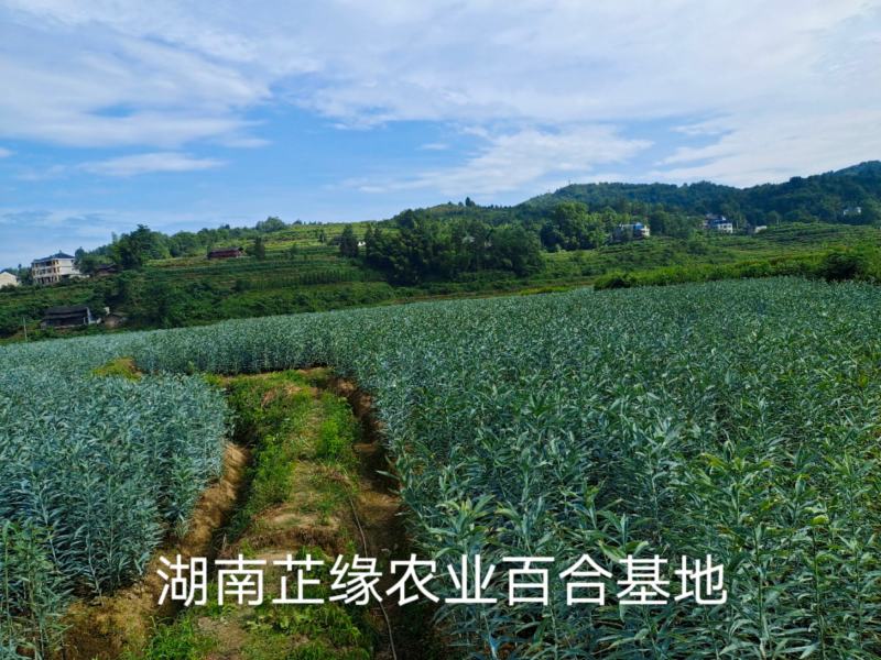 2021年龙牙鲜百合百合上市啦，产地直发，保质保量