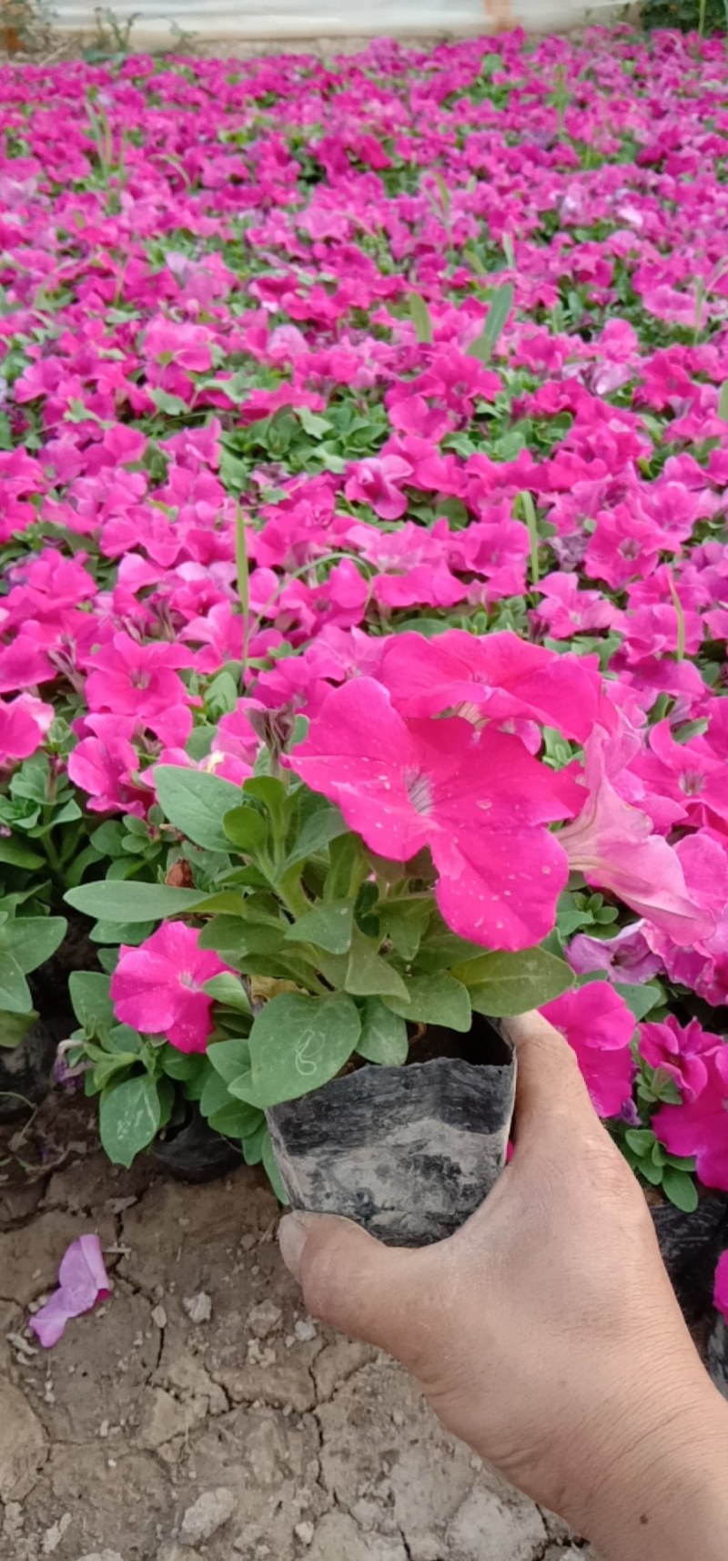 节庆花卉及所