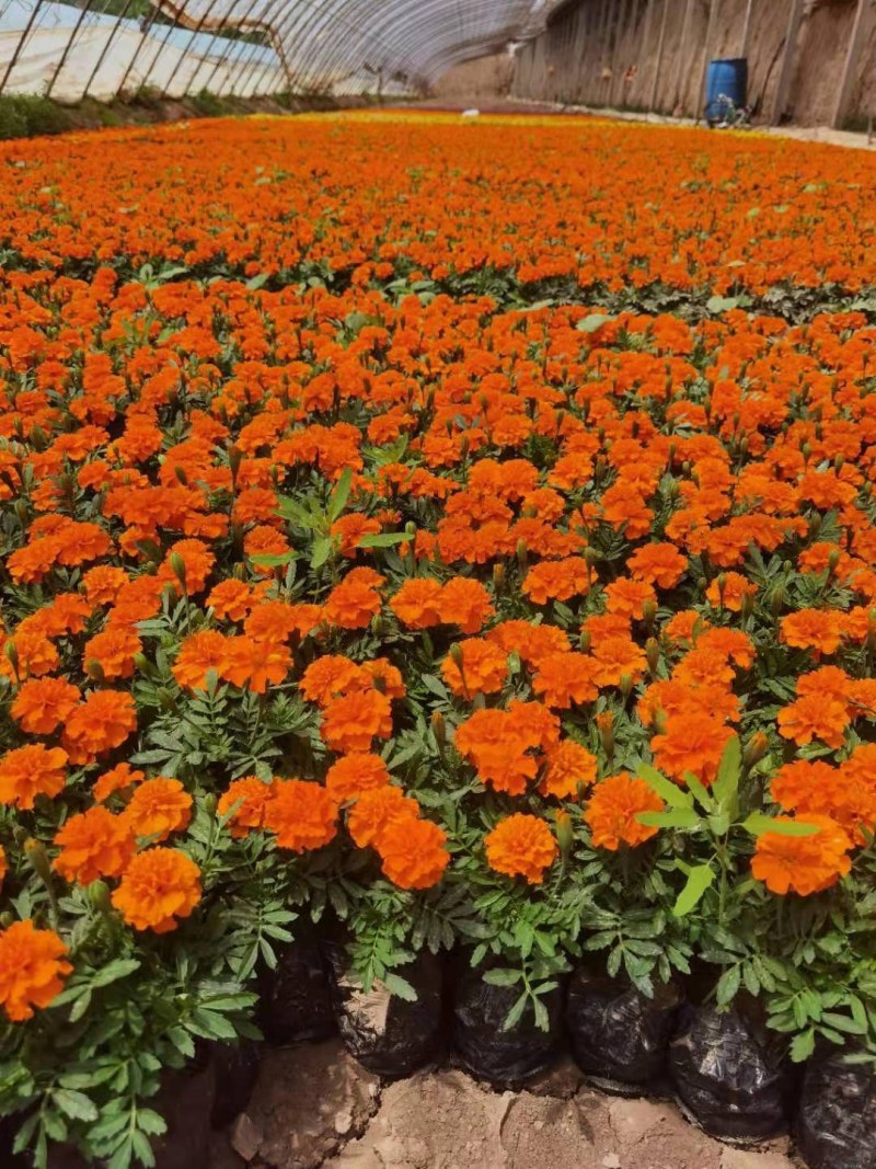 节庆花卉及所