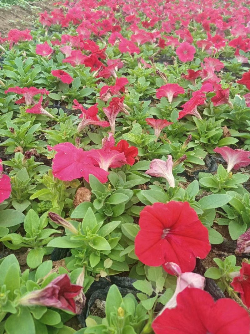 节庆花卉及所