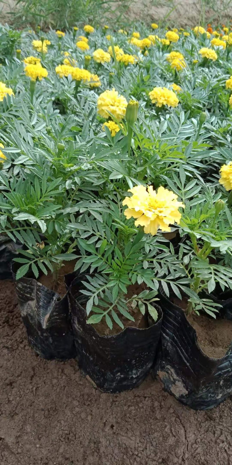 节庆花卉及所
