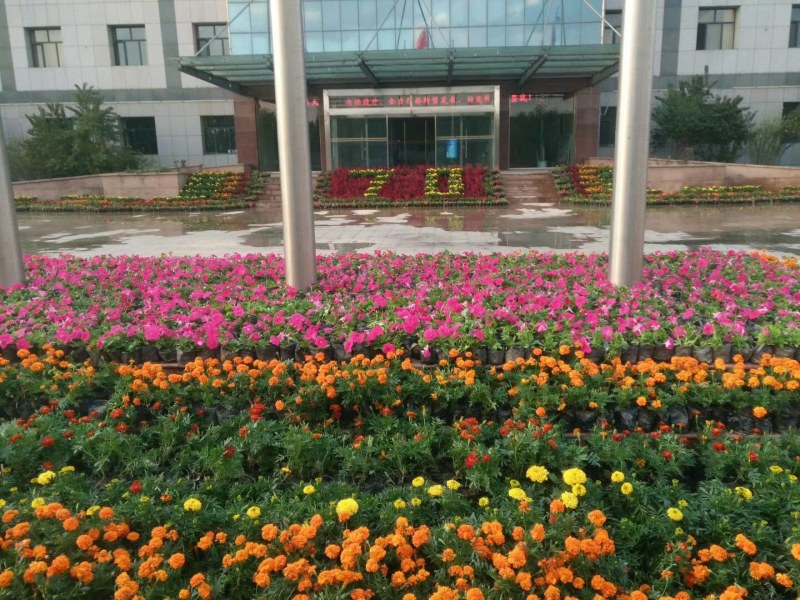 节庆花卉及所