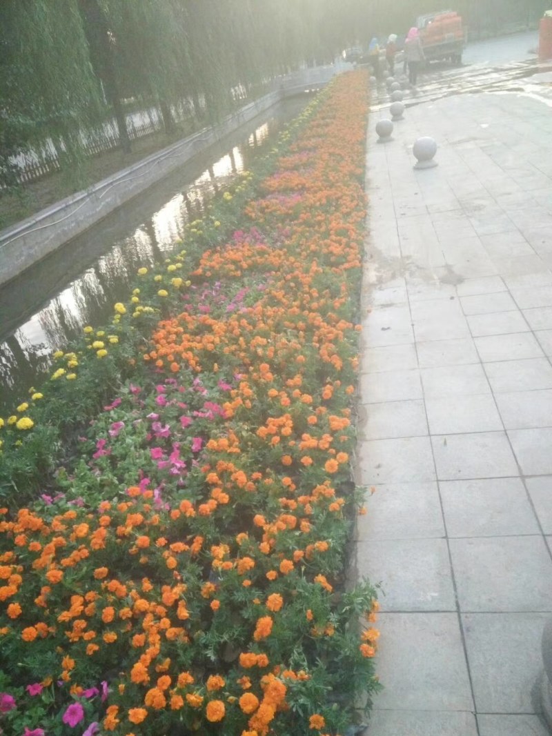 节庆花卉及所
