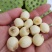 【现货供应】太空莲蓬新鲜莲蓬莲子湖南湘莲应季水果嫩莲米